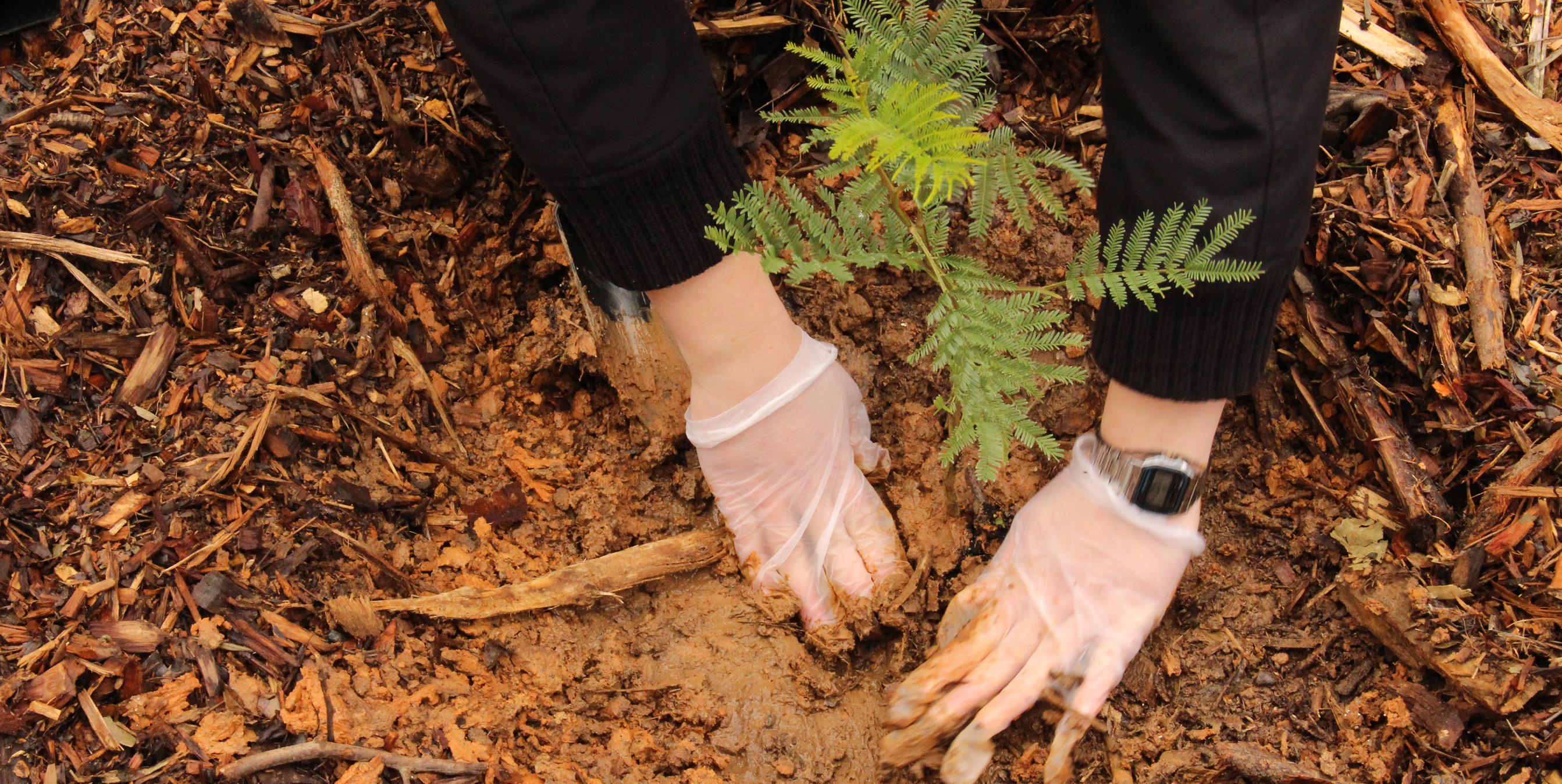 A person off-camera planting a tree. Hands cup the small shrub as they place it into the ground.